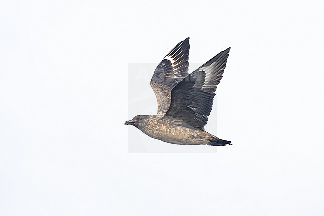  stock-image by Agami/Menno van Duijn,