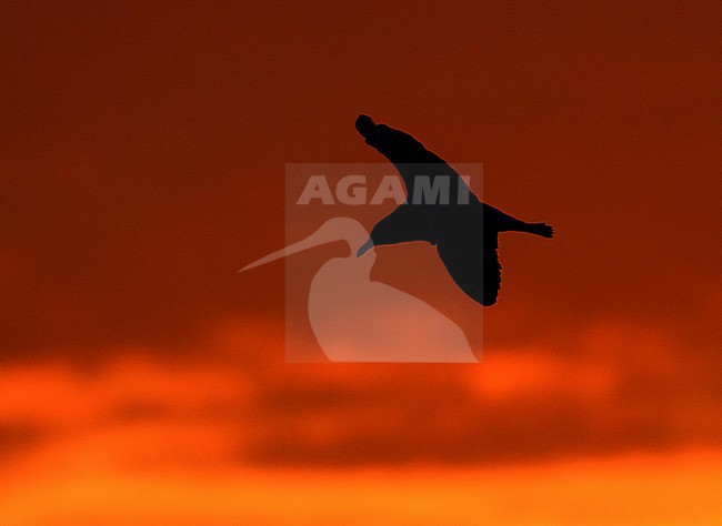 Zilvermeeuw vliegend bij zonsondergang; Herring Gull flying at sunset stock-image by Agami/Menno van Duijn,