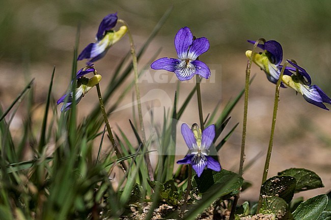 Heath Dog-violet, Viola canina stock-image by Agami/Wil Leurs,