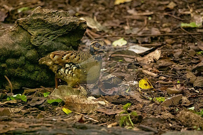 Bar-backed Partridge, Arborophila brunneopectus stock-image by Agami/Hans Germeraad,