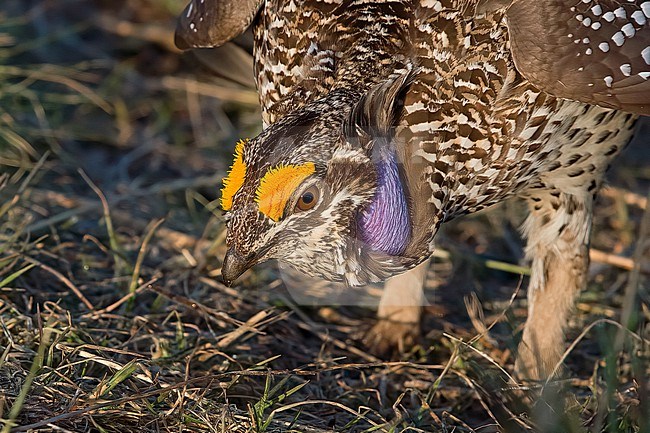 Portrait of a male Sharp-tailed Grouse, Tympanuchus phasianellus jamesi at a lek stock-image by Agami/Nigel Voaden,