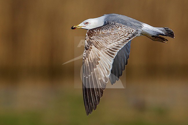 Geelpootmeeuw; Yellow-legged Gull stock-image by Agami/Daniele Occhiato,