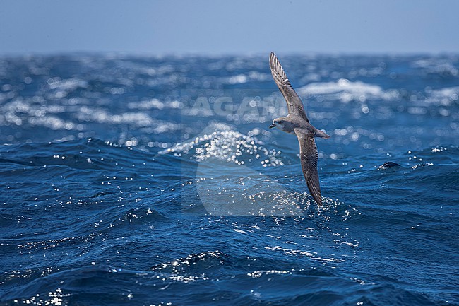 Fea's Petrel (Pterodroma feae) aka Cape Verde Petrel flying off Razo, Cape Verde. stock-image by Agami/Vincent Legrand,