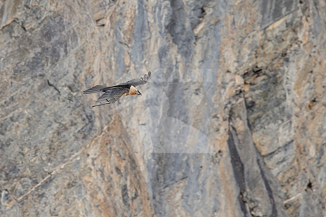 Adult  Bearded Vulture (Gypaetus barbatus) flying in front of brouwnish clifs in the swiss alps. stock-image by Agami/Marcel Burkhardt,