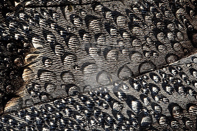 Dewdrops on the feathers of a dead Barnacle Goose. stock-image by Agami/Wil Leurs,