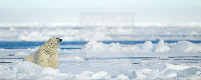Volwassen IJsbeer, Adult Polar Bear stock-image by Agami/Danny Green,
