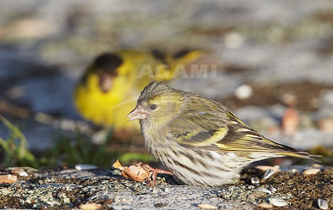 Sijs op de grond; Eurasian Siskin on the ground stock-image by Agami/Markus Varesvuo,