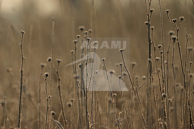 Rijp op dode bloemen. Frost on dead flowers stock-image by Agami/Menno van Duijn,