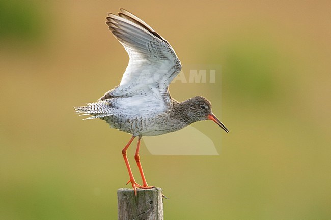 Tureluur baltsend op een paaltje; Common Redshank displaying stock-image by Agami/Arie Ouwerkerk,