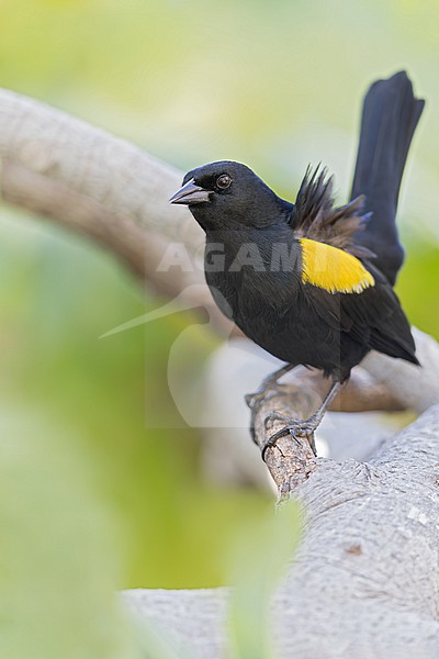 Perched on a branch in Puerto Rico stock-image by Agami/Dubi Shapiro,