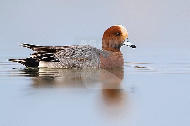 Smient; Eurasian Wigeon stock-image by Agami/Daniele Occhiato,