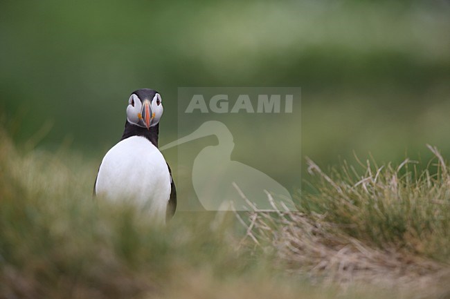 Papegaaiduiker in broedkleed, Atlantic Puffin in breedingplumage stock-image by Agami/Chris van Rijswijk,