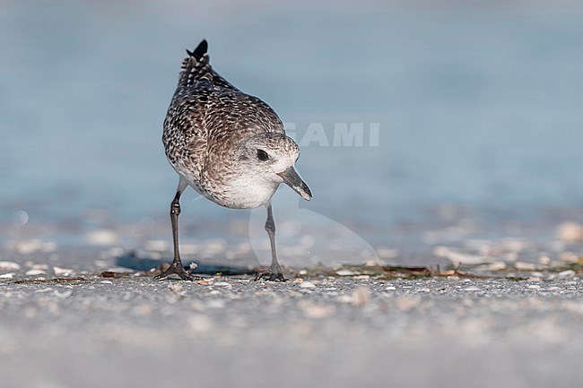  stock-image by Agami/Marcel Burkhardt,