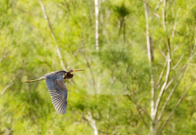 Wintering Tricolored Heron, Egretta tricolor, in Bermuda. Immature in flight. stock-image by Agami/Marc Guyt,