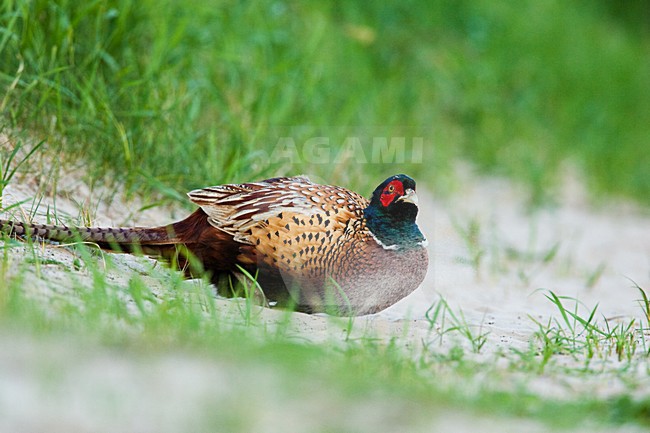 Mannetje Fazant; Male Common Pheasant stock-image by Agami/Menno van Duijn,