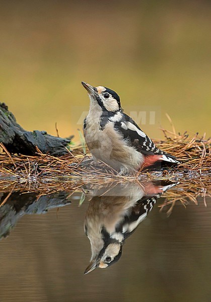 Grote Bonte Specht; great spotted Woodpecker stock-image by Agami/Walter Soestbergen,
