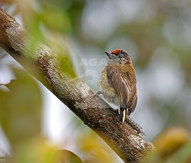 Black-dotted piculet (Picumnus nigropunctatus)  perched on a small twig stock-image by Agami/Pete Morris,