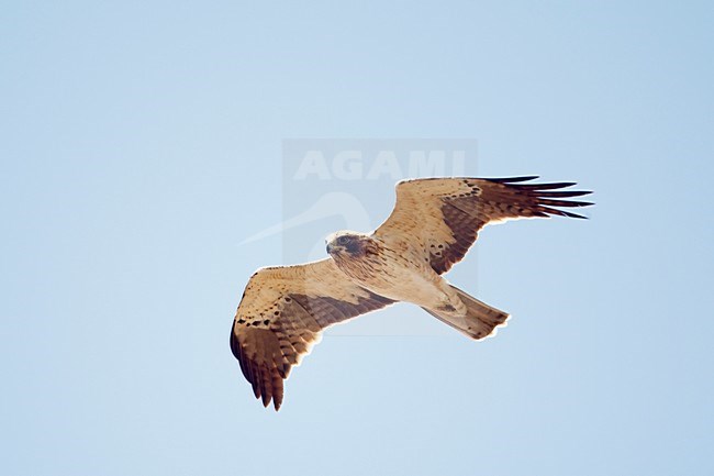 Lichte vorm Dwergarend in vlucht; Pale morph Booted Eagle in flight stock-image by Agami/Markus Varesvuo,