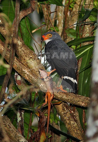 Semiplumbeous Hawk, Leucopternis semiplumbeus, with lizard as prey. stock-image by Agami/Greg & Yvonne Dean,