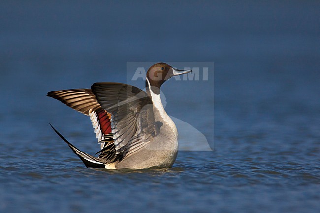 Mannetje Pijlstaart met vleugels slaand; Male Northern Pintail flapping wings stock-image by Agami/Daniele Occhiato,