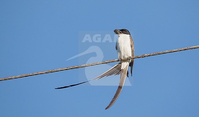 Fork-tailed Flycatcher (Tyrannus savana) perched on a wire with an insect stock-image by Agami/Ian Davies,