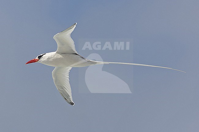Adult Red-billed Tropicbird (Phaethon aethereus mesonauta) at sea off the Galapagos Islands, part of the Republic of Ecuador. stock-image by Agami/Pete Morris,