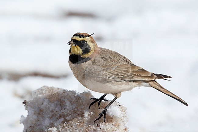 Atlasstrandleeuwerik zittend in de sneeuw; Atlas Horned Lark perched in the snow stock-image by Agami/Markus Varesvuo,