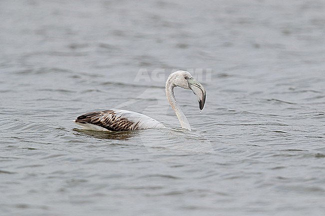 Swimming immature Greater Flamingo (Phoenicopterus roseus) stock-image by Agami/Mathias Putze,