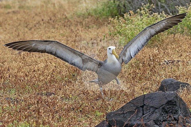 Adult Waved Albatross (Phoebastria irrorata) on the Galapagos Islands, part of the Republic of Ecuador. Walking with wings outstretched. stock-image by Agami/Pete Morris,