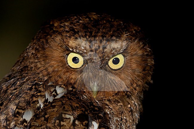 Bare-shanked Screech Owl (Megascops clarkii) perched on a branch in a dark rainforest in Panama. stock-image by Agami/Dubi Shapiro,
