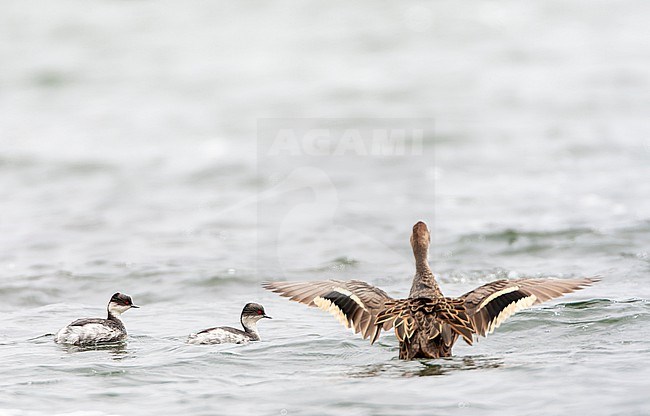Silvery grebe (Podiceps occipitalis juninensis) in Ecuador. Pair of grebes swimming on an Andean lake in Antisana nature reserve. stock-image by Agami/Marc Guyt,
