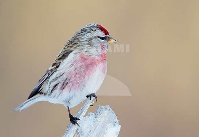 Mannetje Grote Barmsijs; Male Mealy Redpoll stock-image by Agami/Markus Varesvuo,