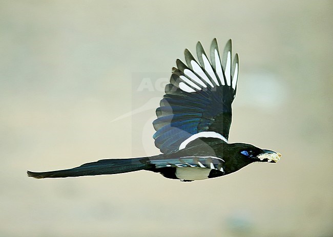 Maghreb Magpie (Pica mauretanica) in flight stock-image by Agami/Dick Forsman,