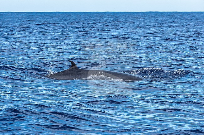 Common Minke Whale (Balaenaoptera acutorostrata) surfacing 2km NW off Corvo, Azores, Portugal. stock-image by Agami/Vincent Legrand,