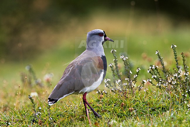 Chileense Kievit, Southern Lapwing, Vanellus chilensis stock-image by Agami/Marc Guyt,