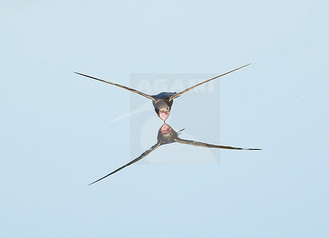 Drinking and foraging adult Common Swift (Apus apus) on a very hot weather summer day, skimming water surface by flying fast and very low with its bill wide open. Surface of the water is very smooth and calm and creating a reflection and mirror image of the bird. Bill wide open and pink throat visible stock-image by Agami/Ran Schols,