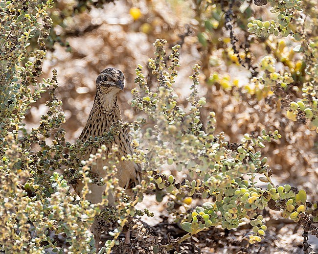 Common Quail (Coturnix coturnix) hiding in a bush during migration near the beach, Oman stock-image by Agami/Roy de Haas,