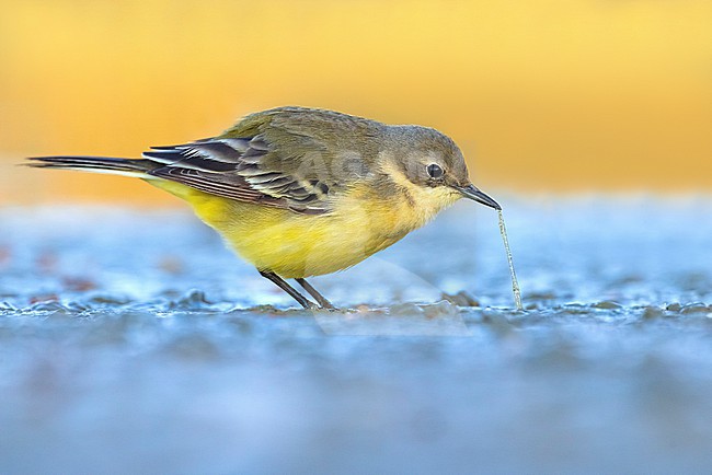 Female Ashy-headed Wagtail (Motacilla (flava) cinereocapilla) in Italy. Also known as White-throated Wagtail. stock-image by Agami/Daniele Occhiato,