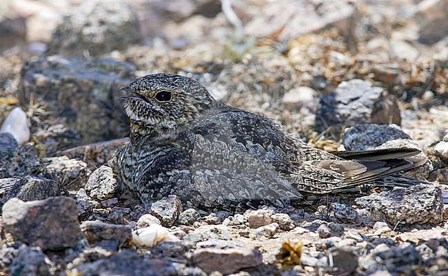 Adult female
Maricopa Co., AZ
July 2005 stock-image by Agami/Brian E Small,