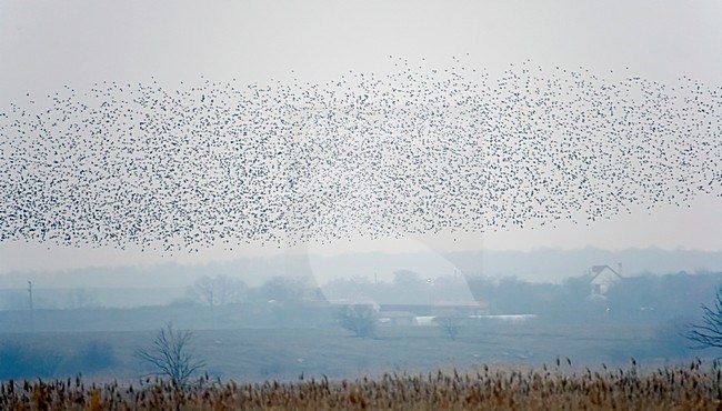 Grote group Spreeuw in vlucht; Large group of Common Starlings in flight stock-image by Agami/Markus Varesvuo,