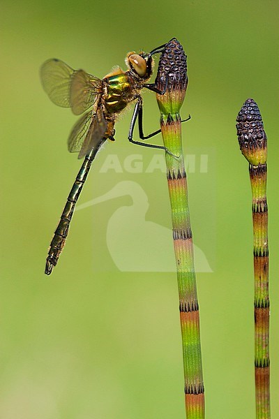 Mannetje Smaragdlibel, Male Cordulia aenea stock-image by Agami/Wil Leurs,