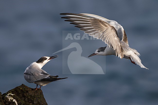 Onvolwassen Visdief in vlucht; Common Tern immature in flight stock-image by Agami/Daniele Occhiato,