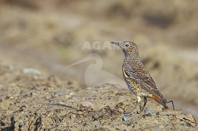 Onvolwassen vrouwtje Rode Rotslijster; Immature female Rufous-tailed Rock Thrush stock-image by Agami/Markus Varesvuo,