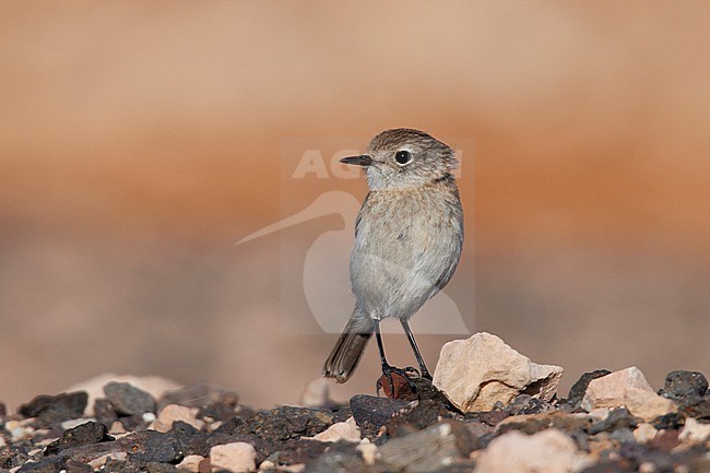 Canary Islands Stonechat (Saxicola dacotiae) taken the 21/03/2023 at Fuerteventura. stock-image by Agami/Nicolas Bastide,