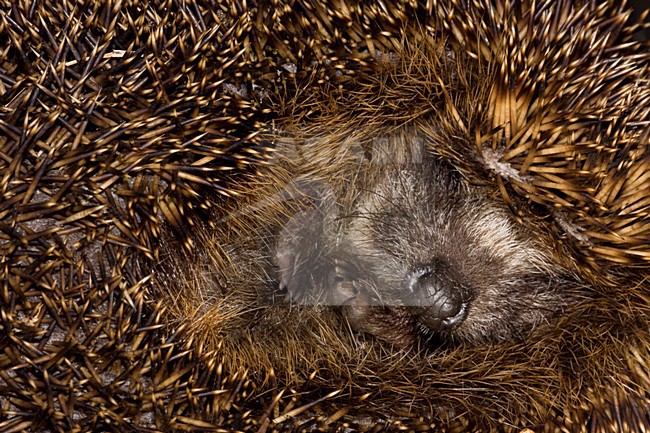 Europese Egel; West-European Hegdehog stock-image by Agami/Theo Douma,
