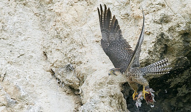 Volwassen Lannervalk verlaat nest, Adult Lanner Falcon leaving nest stock-image by Agami/Markus Varesvuo,