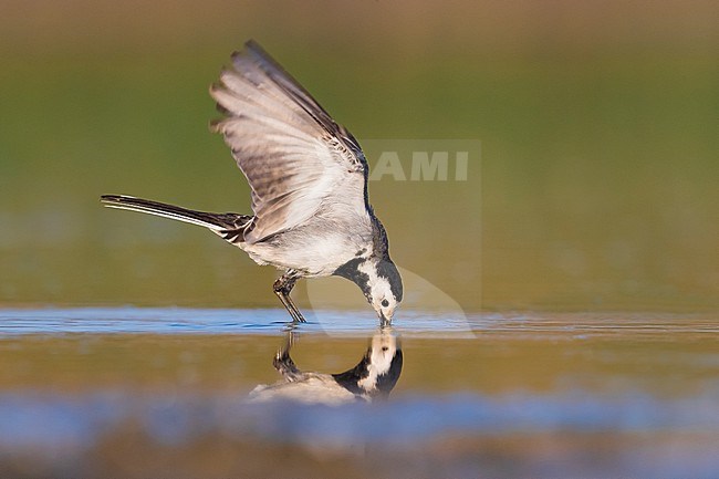 Adult White Wagtail (Motacilla alba) in Italy. Drinking water. stock-image by Agami/Daniele Occhiato,