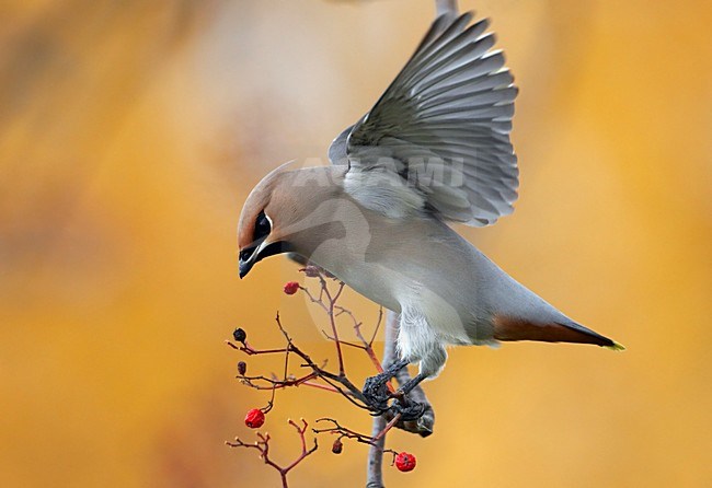 Pestvogel bessen etend; Bohemian Waxwing eating berries stock-image by Agami/Markus Varesvuo,