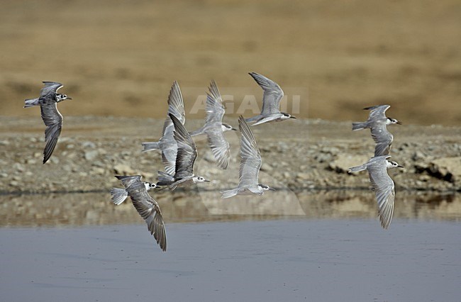 Witwang en Witvleugelsterns in vlucht, Whiskered and White-Winged Black Tern in flight stock-image by Agami/Markus Varesvuo,