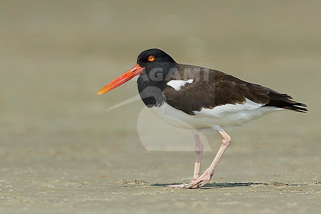 Adult American Oystercatcher (Haematopus palliatus) walking over a sandy beach in Galveston County, Texas, USA, during spring. stock-image by Agami/Brian E Small,